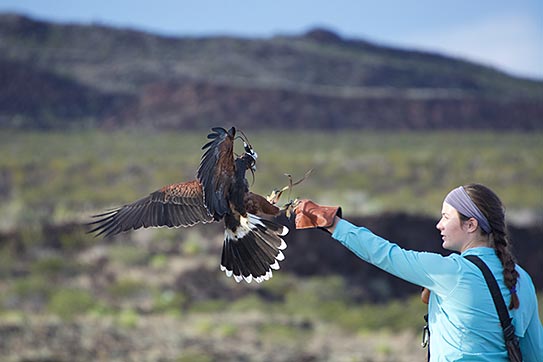 Morgan Kinniry '18 reaches her gloved hand out to a landing hawk