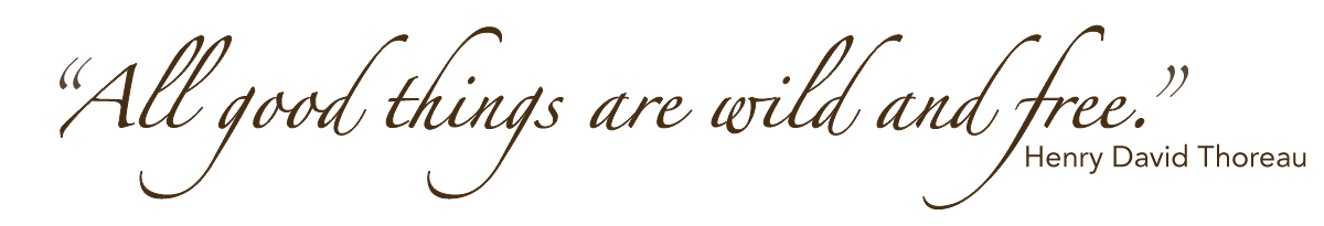 "All good things are wild and free." Henry David Thoreau