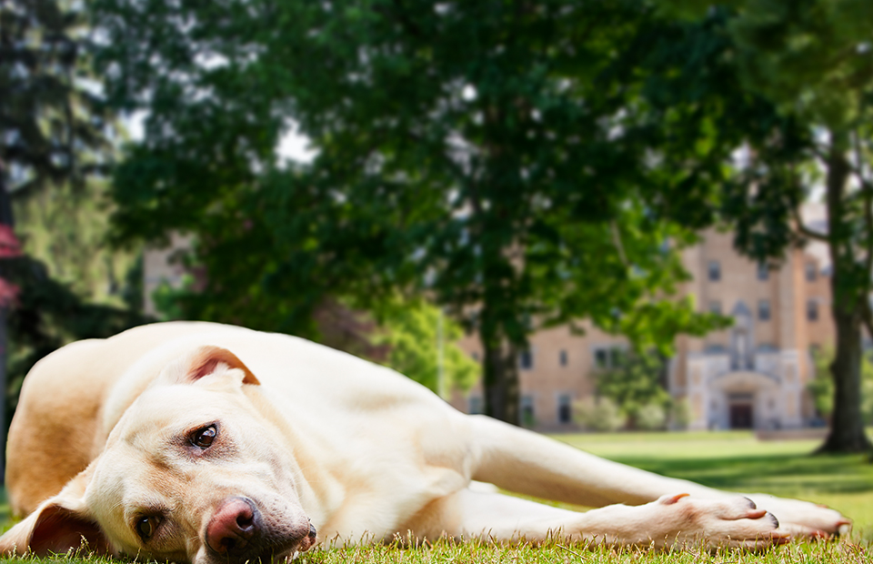 Dog laying on its side