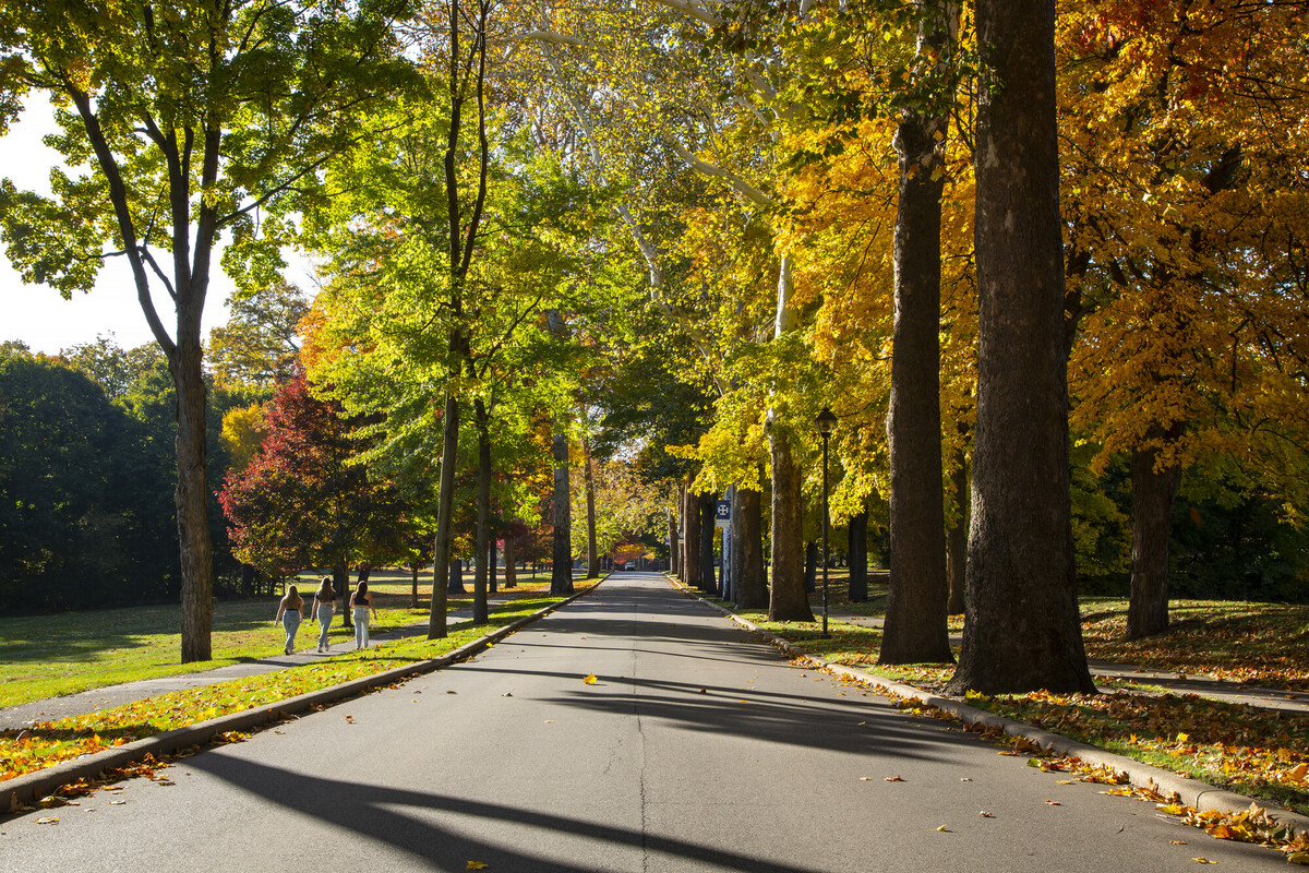The Avenue