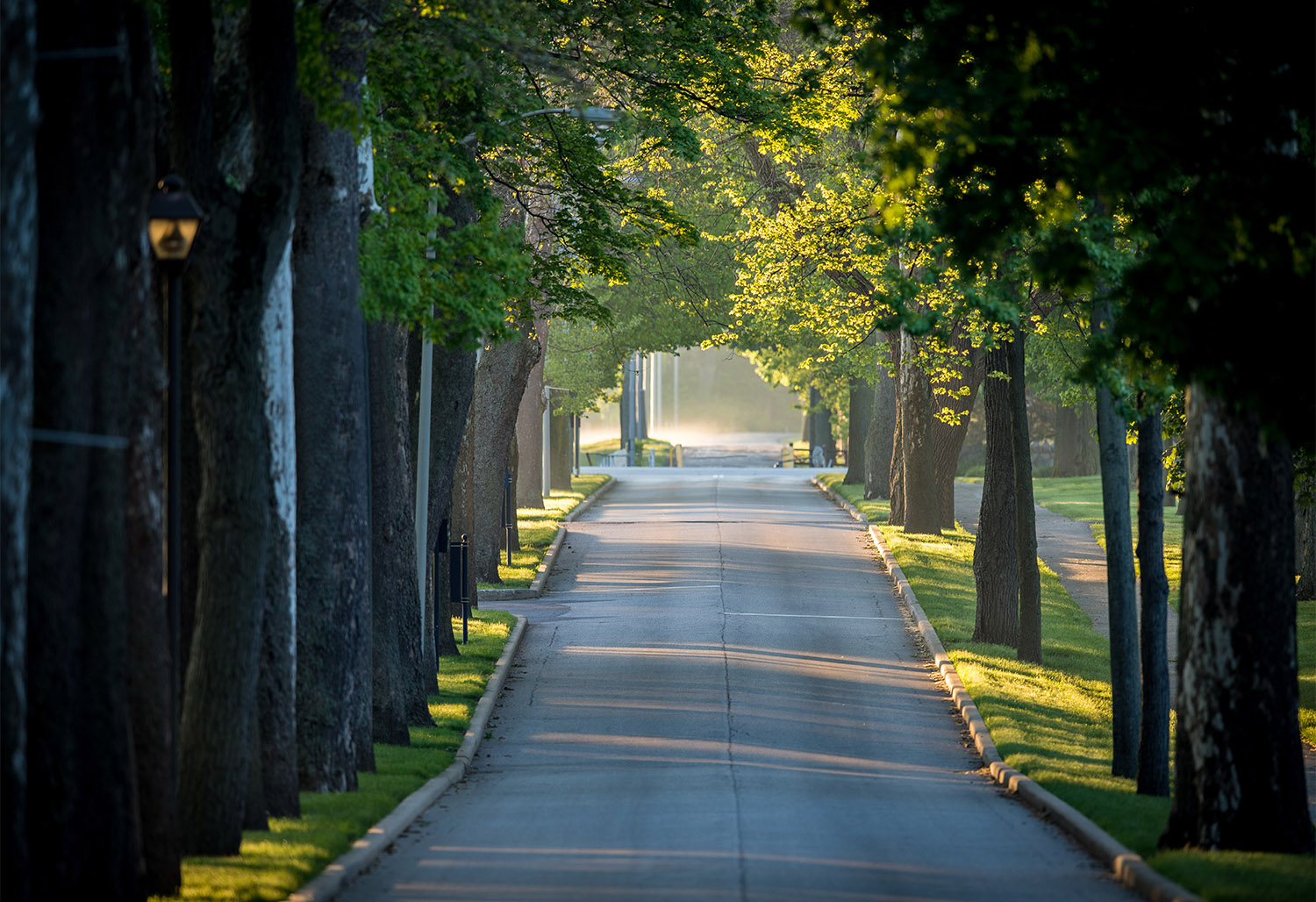 The treelined Avenue at Saint Mary