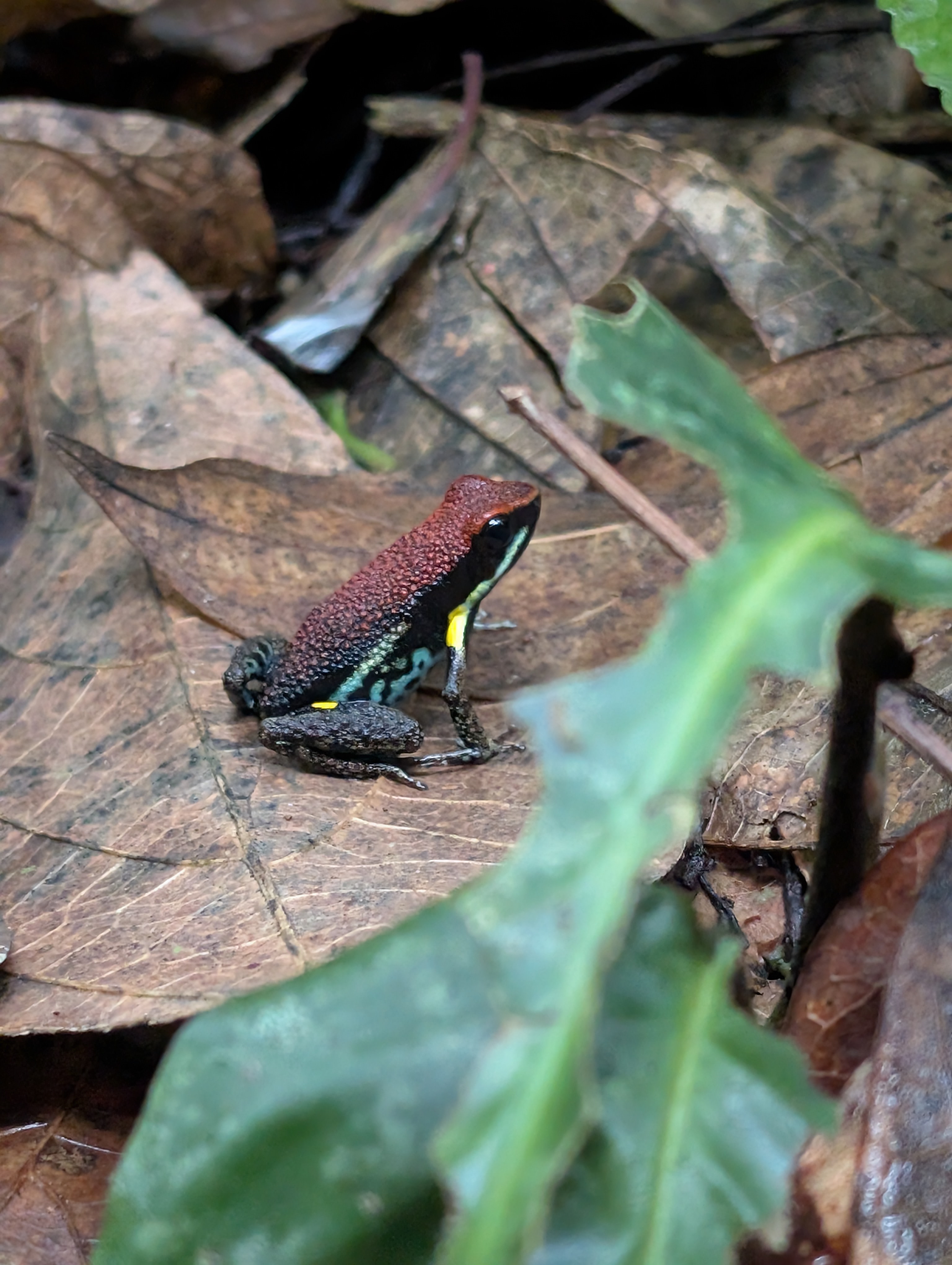 A plethora of species reside from the floor to the canopy in the Ecuadorian Amazon.