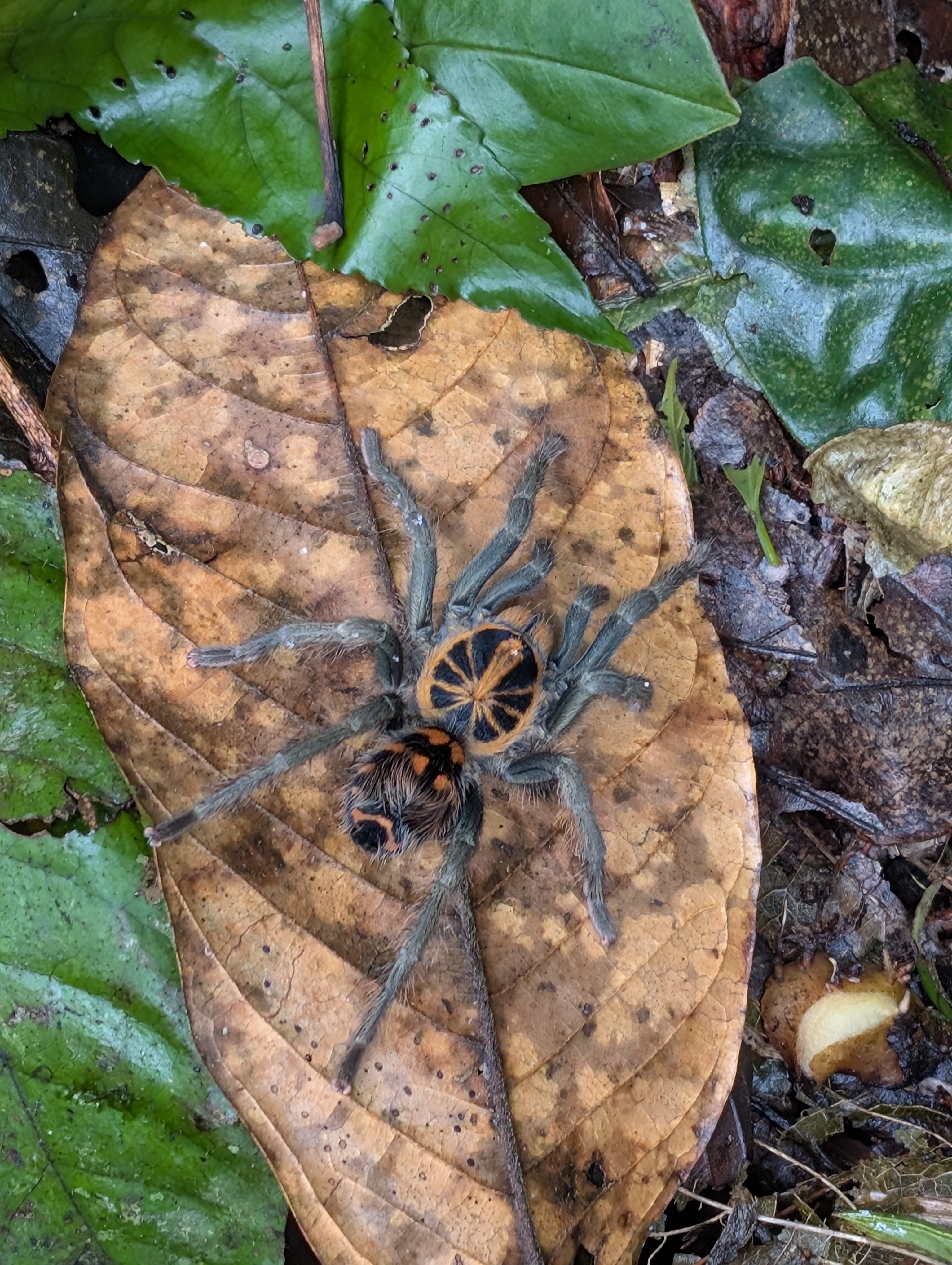 A pumpkin patch tarantula of the Ecuadorian Amazon.