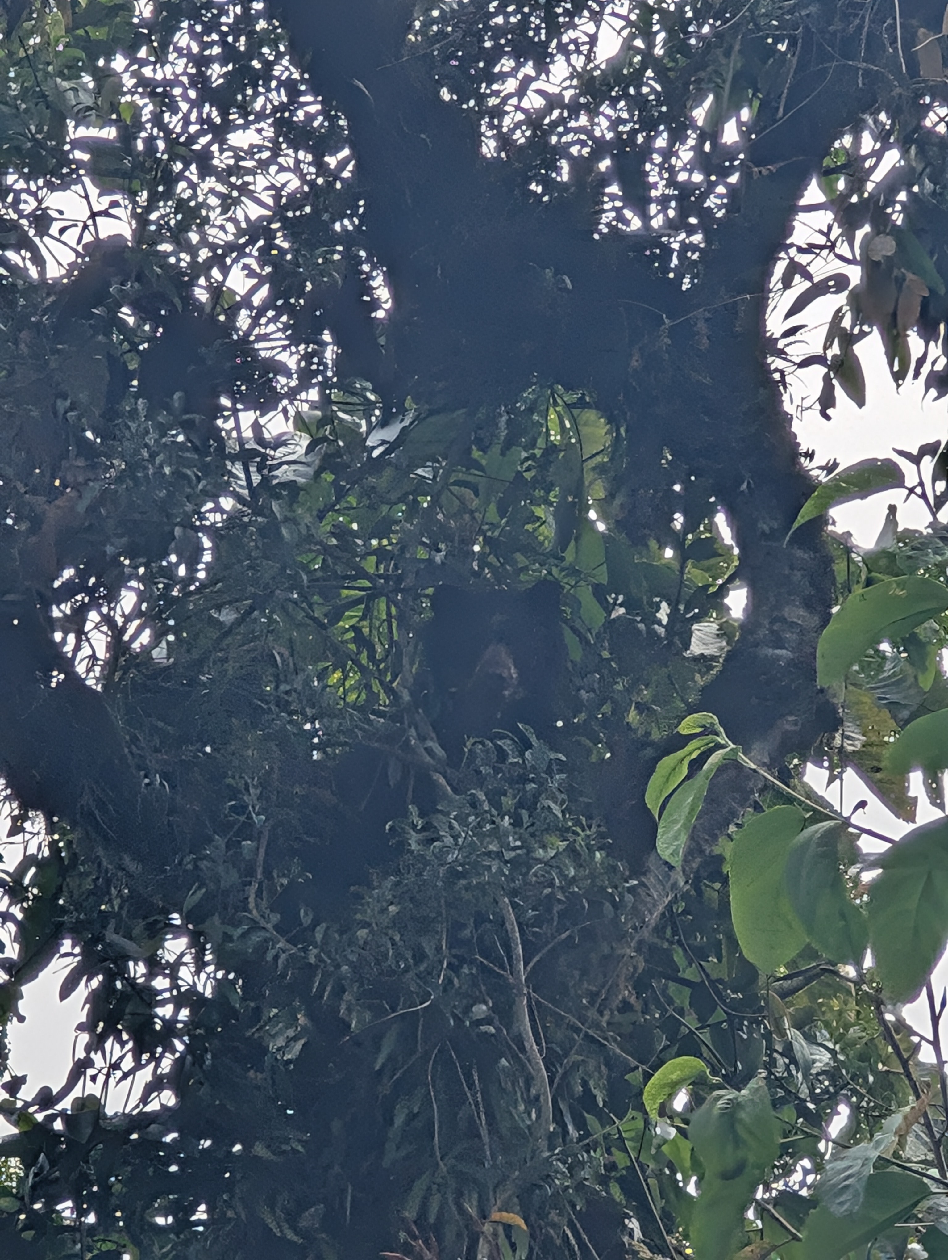 Students on the summer 2025 trip observed the elusive Spectacled Bear, a rare rainforest species, twice.