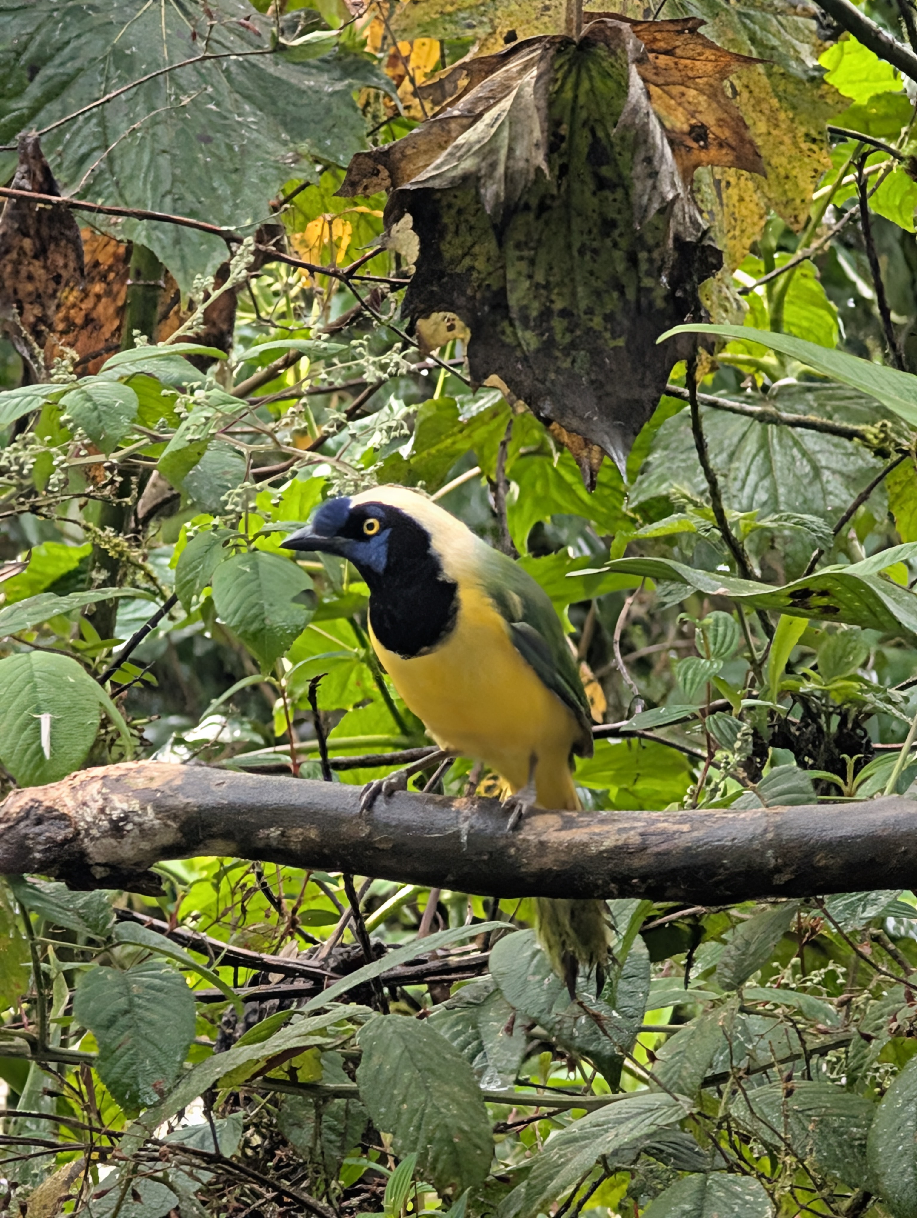 Enchanting bird species abound in the Amazon rainforest of Ecuador.