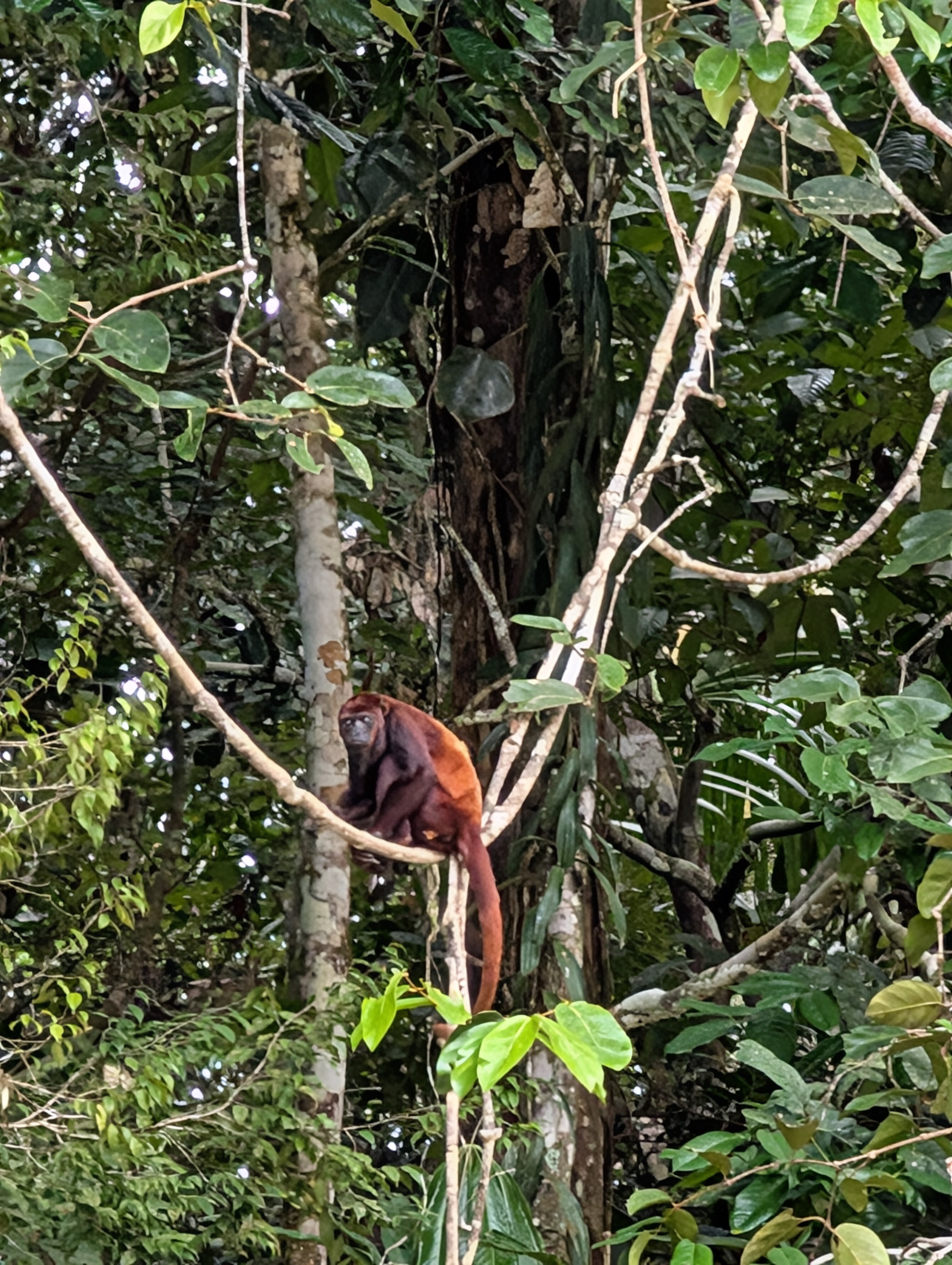 A monkey in the Amazon rainforest of Ecuador.