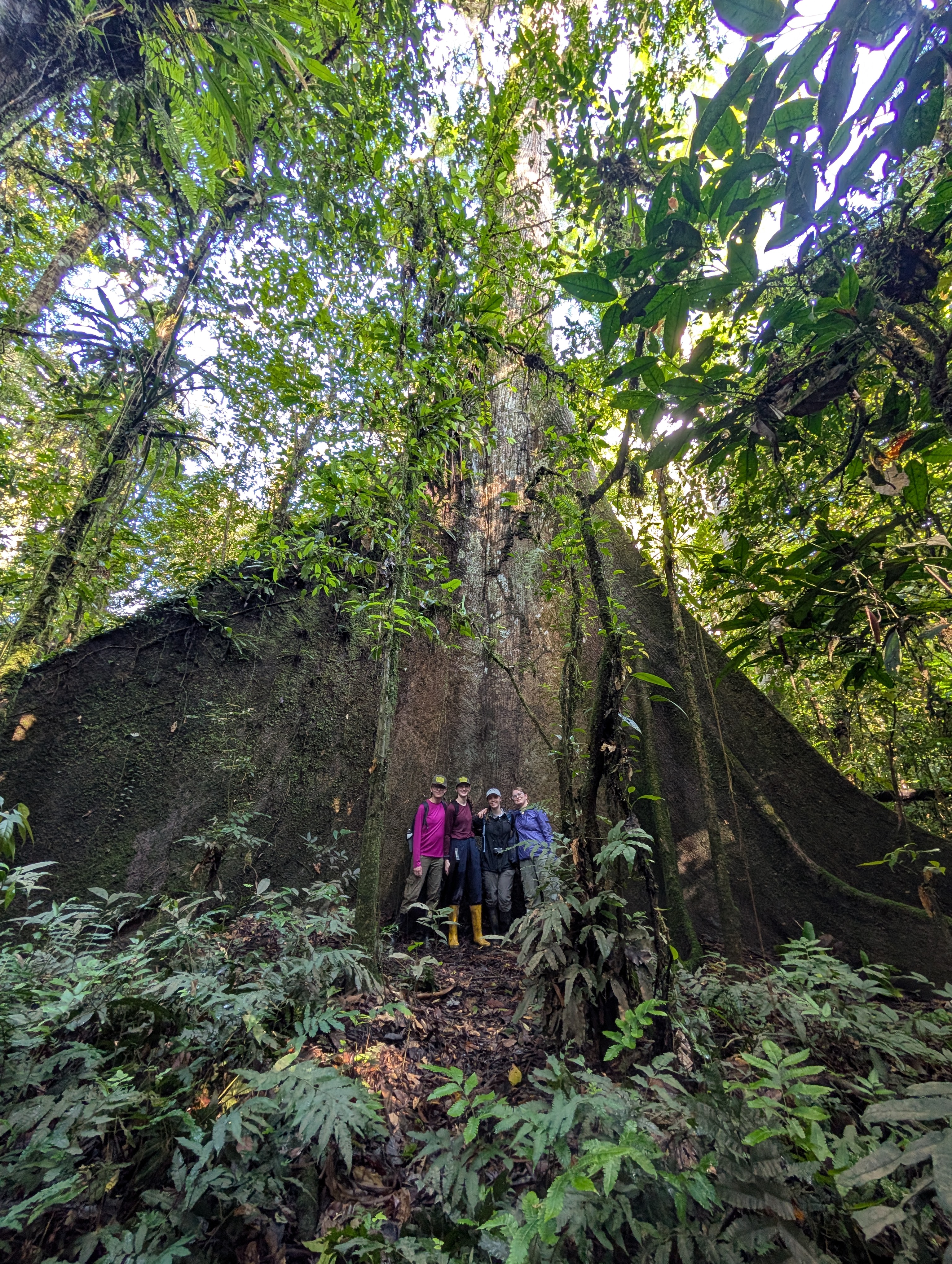 Students, from left, Wiktoria Drapala '26, Charlotte Quinn '28, Grace Katsekes '26, and Anna Vernetti '26 pose at the base of a stately tree in the Ecuadorian Amazon rainforest.