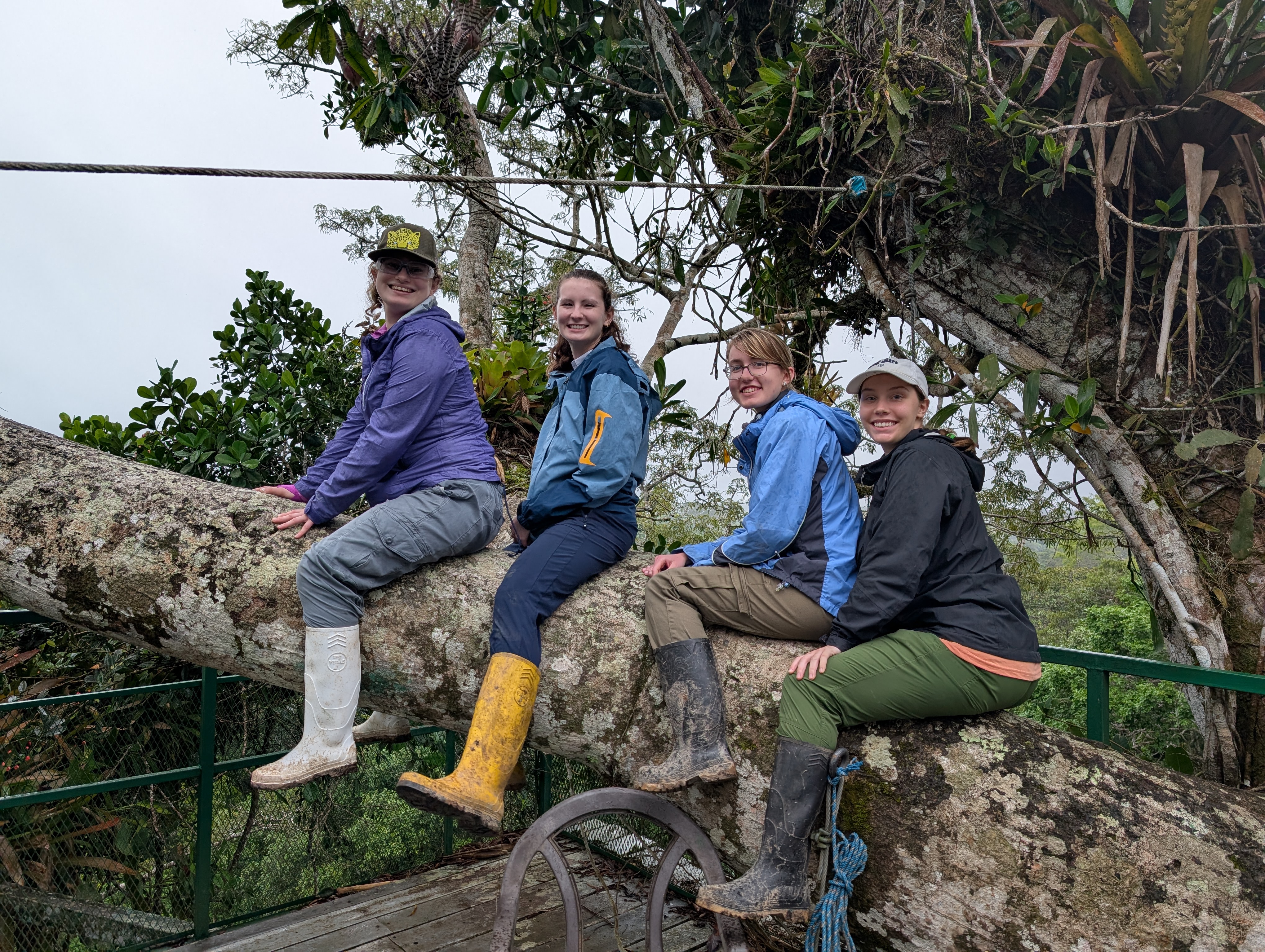 Students, from left, Anna Vernetti '26, Charlotte Quinn '28, Wiktoria Drapala '26, and Grace Katsekes '26 pose for a photo on a tree in the Ecuadorian Amazon.