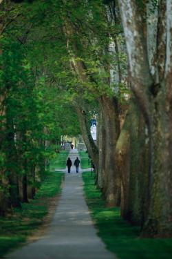 The trees along The Avenue greet visitors to the Saint Mary's campus.