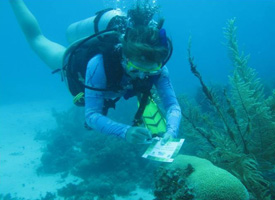 A Saint Mary's student studies underwater life for her senior comp.