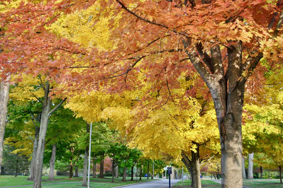 Fall trees on The Avenue