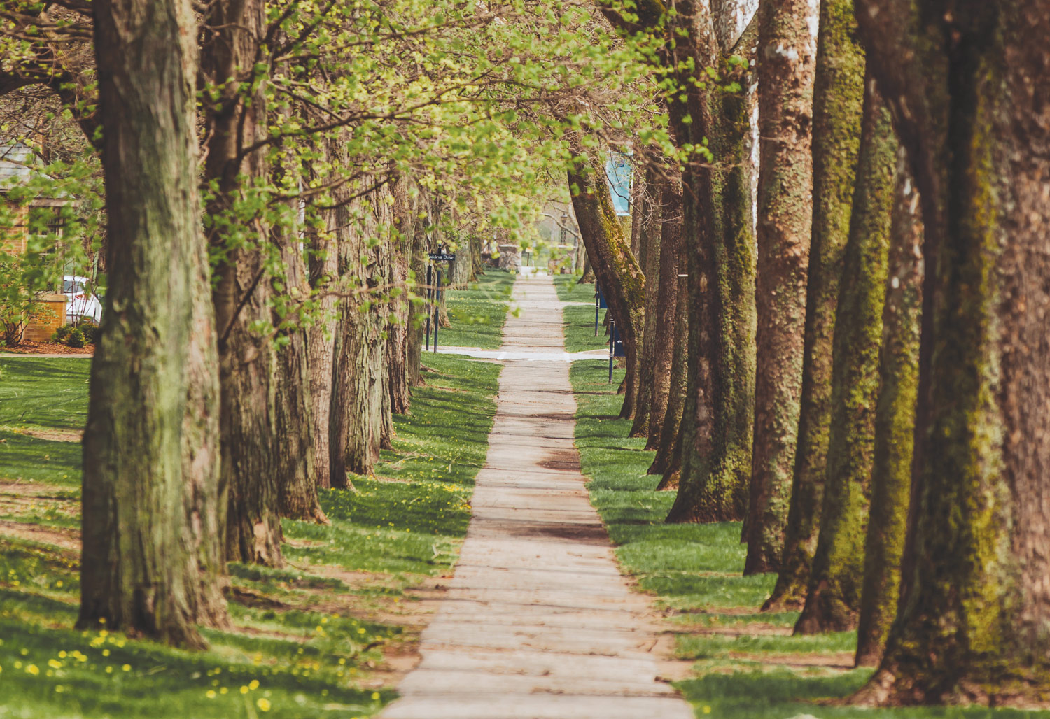 The Avenue at Saint Mary